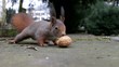 Eichhörnchen