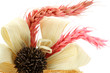 bouquet sec, fond blanc bouquet sec, fond blanc
