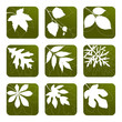 Set of Leaves Set of Leaves