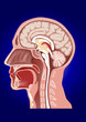 Vector human anatomy
