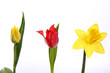Flowers on white background: tulips and a daffodil Flowers on white background: tulips and a daffodil