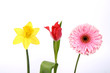 Flowers on white background: daffodil, tulip, gerbera Flowers on white background: daffodil, tulip, gerbera
