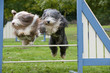 zwei Bearded Collies springen über Hindernis zwei Bearded Collies springen über Hindernis