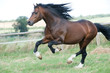 Welsh C Hengst im Galopp Welsh C Hengst im Galopp