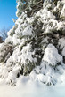 Snow covered Pine tree after major snowstorm Snow covered Pine tree after major snowstorm