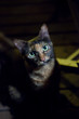 Chat