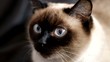 Cat on a dark background