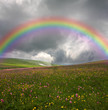 rainbow over flowered field rainbow over flowered field