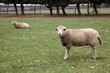 élevage : moutons #1