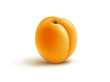 Apricot