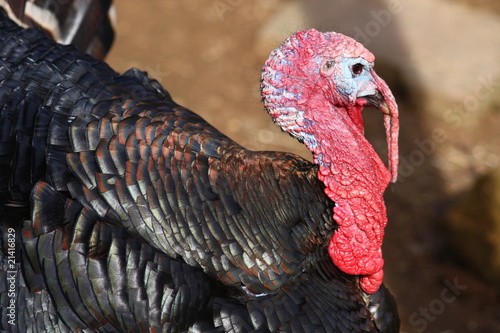 Photo: Turkey (meleagris gallopavo) Turkey (meleagris gallopavo)