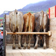 cows