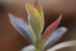 Feuilles