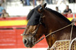 Caballo de picador en corrida de toros 69
