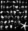 Vector illustration of sea element