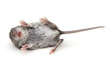 Mouse on Back Mouse on Back