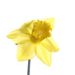 Daffodil on white background Daffodil on white background