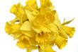 Bunch of daffodils on white background Bunch of daffodils on white background