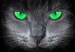gray cat