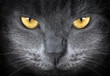 Details der Fotografie gray cat