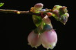 ブルーベリーの花/蕾/