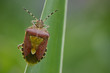 bug sitting on a leaf bug sitting on a leaf