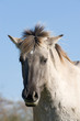 Konik, Konikpferd Konik, Konikpferd