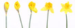 Daffodils in different stages of blooming on white background Daffodils in different stages of blooming on white background