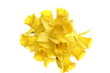 Bunch of daffodils on white background Bunch of daffodils on white background