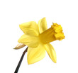 Daffodil on white background Daffodil on white background