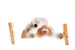 Hase