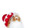Hase
