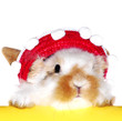 Hase