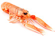 Une langoustine