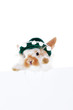 Hase