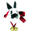 Hase