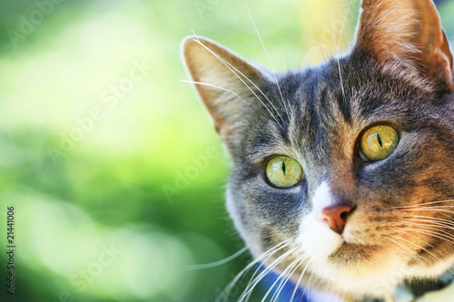 Close up of cat's face. Close up of cat's face.