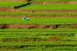 farmers working on the field