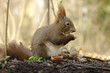 Puschelweibchen hat die Nuss geknackt