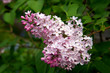 Lilac in flower