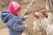 bébé et poule