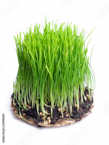 Photo: Green wheat Green wheat