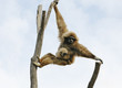 Gibbonbaby mit Affenmutter in schwindelner Höhe
