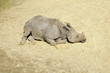 Frühjahrsmüdes Nashorn macht ein Nickerchen