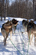 huskies au galop