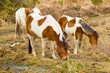 A Family of wild new forest ponies