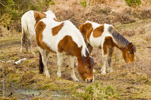 A Family of wild new forest ponies