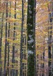 Hayedo en el parque Natural de Urbasa-Andía, Navarra
