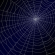 Vector: Spider's web. Vector. Spider's web. Vector.
