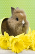 Baby Kaninchen im Blumentopf Baby Kaninchen im Blumentopf